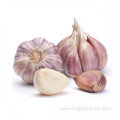 Natural Fresh Red Garlic Vegetables Price